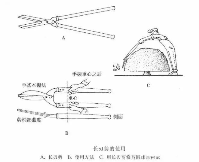 园林景观-乔木、灌木、藤本植物养护技术规范