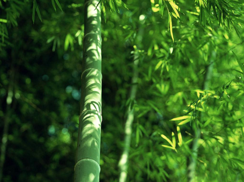 14首古代状元写夏天的诗词，祝福所有考生金榜题名-第7张图片-诗句网