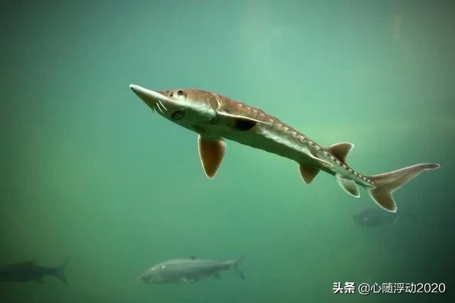 它熬死了恐龙，如今却成为人类的宠物，名字霸