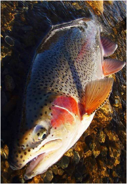 看图识鱼:88种水产海鲜