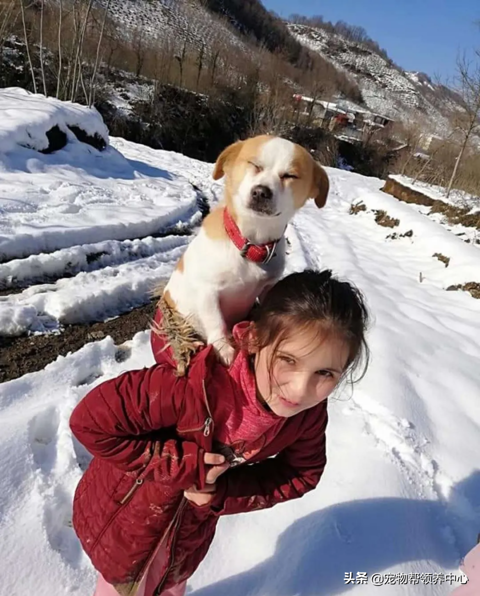 8岁小女孩背爱犬在雪地走3公里只为找一个特别的