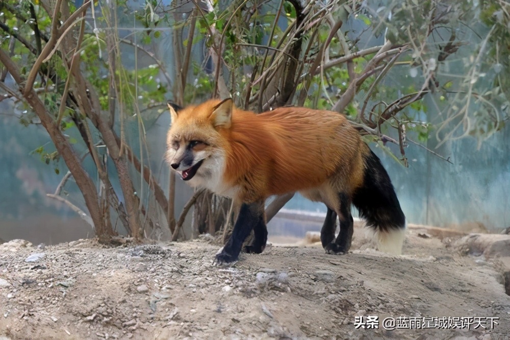 " Chi Hushu is unripe " : Plum change now essence of body male fox, with Chen Li farming group CP, "Person Hu Jitan "