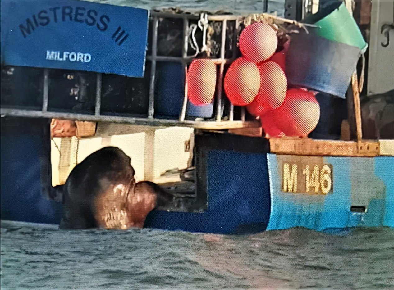 北极海象迷路到爱尔兰，绕着海岸流浪4000公里，到现在还没回家