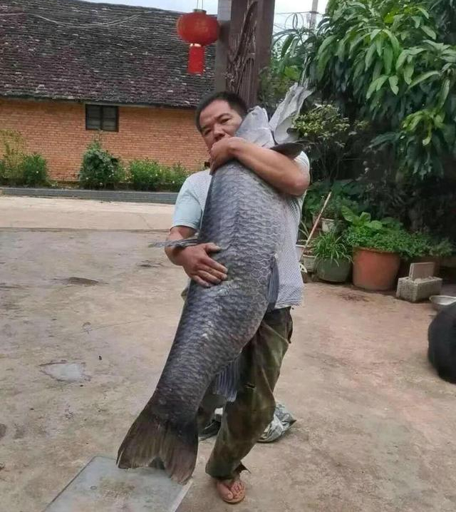 安徽一男子釣上“青魚王”，差不多和人一樣高，用了幾百斤的窩料