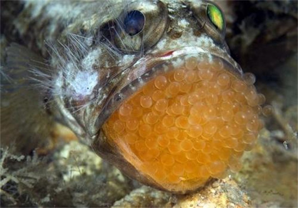 從爸爸的嘴里出生，其貌不揚(yáng)的后頜魚(yú)，擁有驚人的繁殖方式