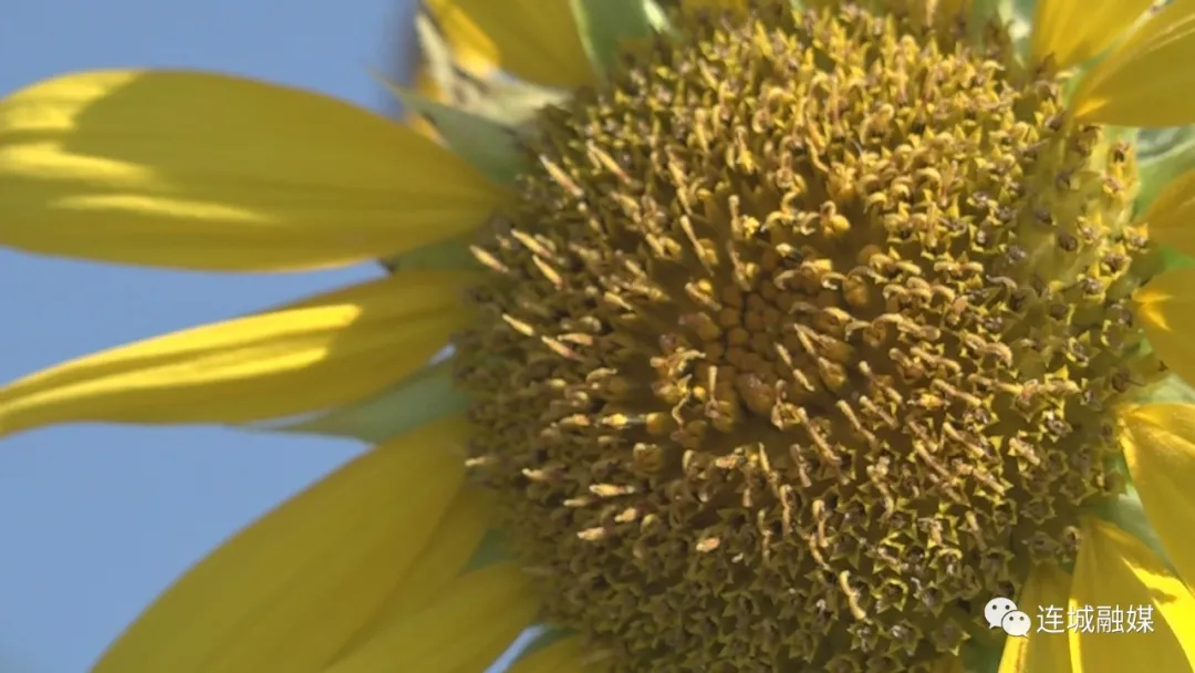 连城：向日葵绽放 盛夏美景如画