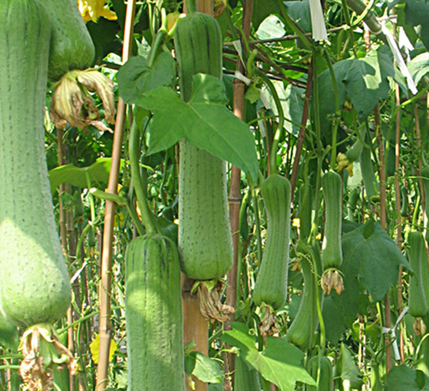 邻居家年年种植这种肉香瓜，一亩卖一万五，你也可以