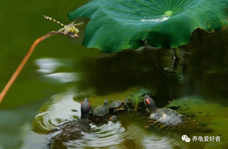 烏龜聰明嗎，你認為烏龜會不會有記憶呢？