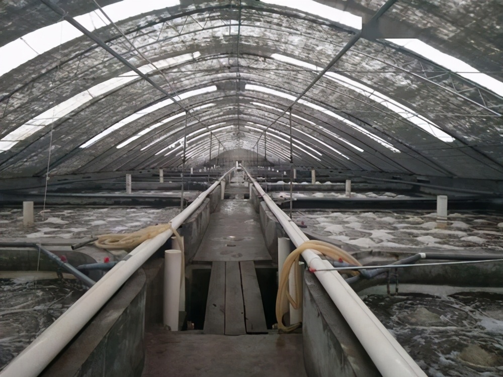 在一年中的开局中尤其要慎重,不仅要对虾塘修整消毒,虾苗选购更加上心