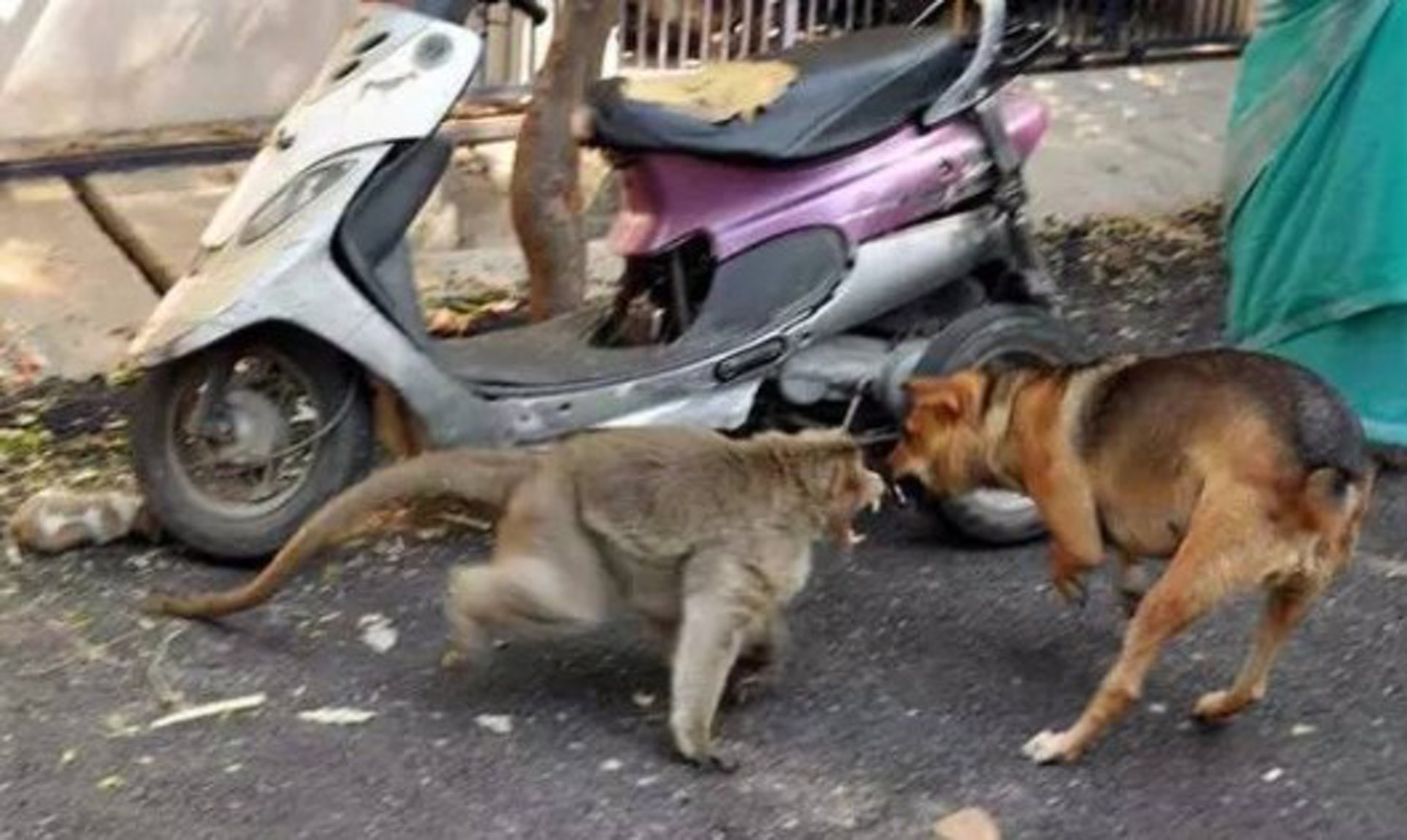 猴子妈妈收养1月流浪小狗成为佳话，政府发现后