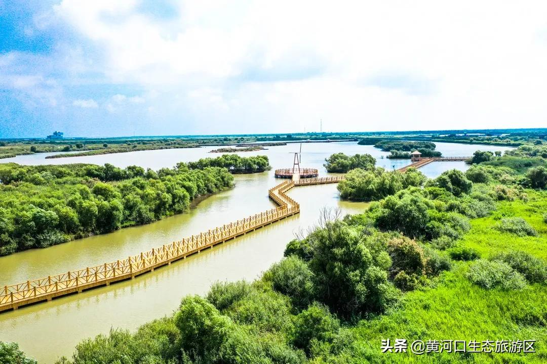 【黄河口生态旅游区】重逢