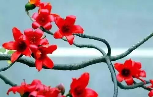 全國(guó)56個(gè)城市的市花，你是否全都了解？