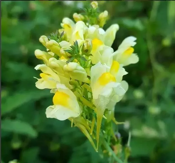 160種· 奇花異草,絕對有你沒見過的! 「下部分」