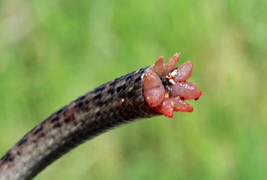 当遇到危险的时候，蜥蜴为什么要放弃自己的尾