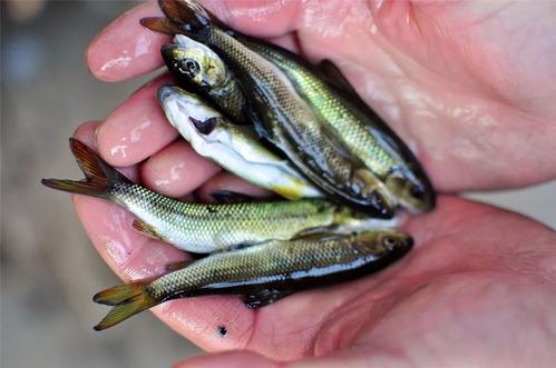 中国名贵鱼——泰山赤鳞鱼