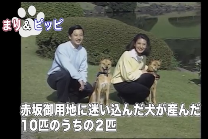 日本天皇家的寵物犬和寵物貓 偶爾看看隨意聽聽 Mdeditor