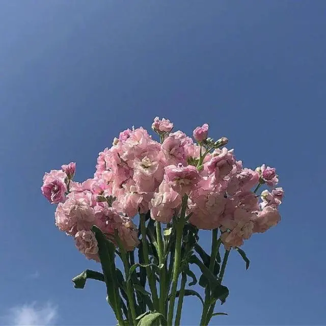 清晨太阳升起明亮你的心情 一声问候温暖你的心情图片