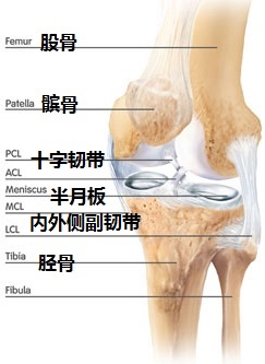 膝关节系列科普-----膝关节的基本结构