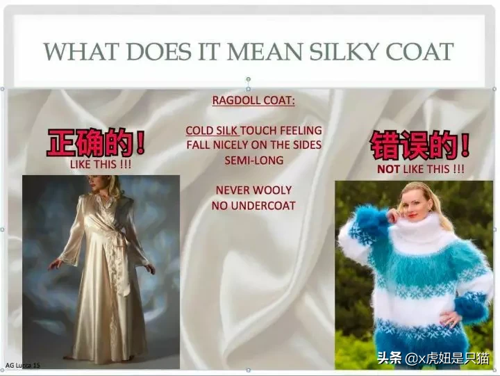 布偶貓品種標準詳細圖解