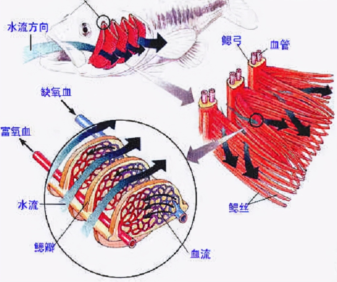 国家水生生物种质资源库国家斑马鱼资源中心 (China Zebrafish Resource Center)