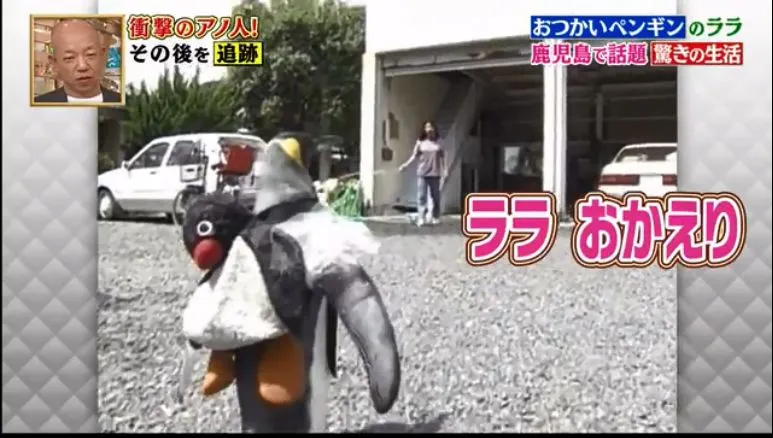 這只日本小鎮的網紅企鵝，每天最愛的事是背包去魚店討魚吃～