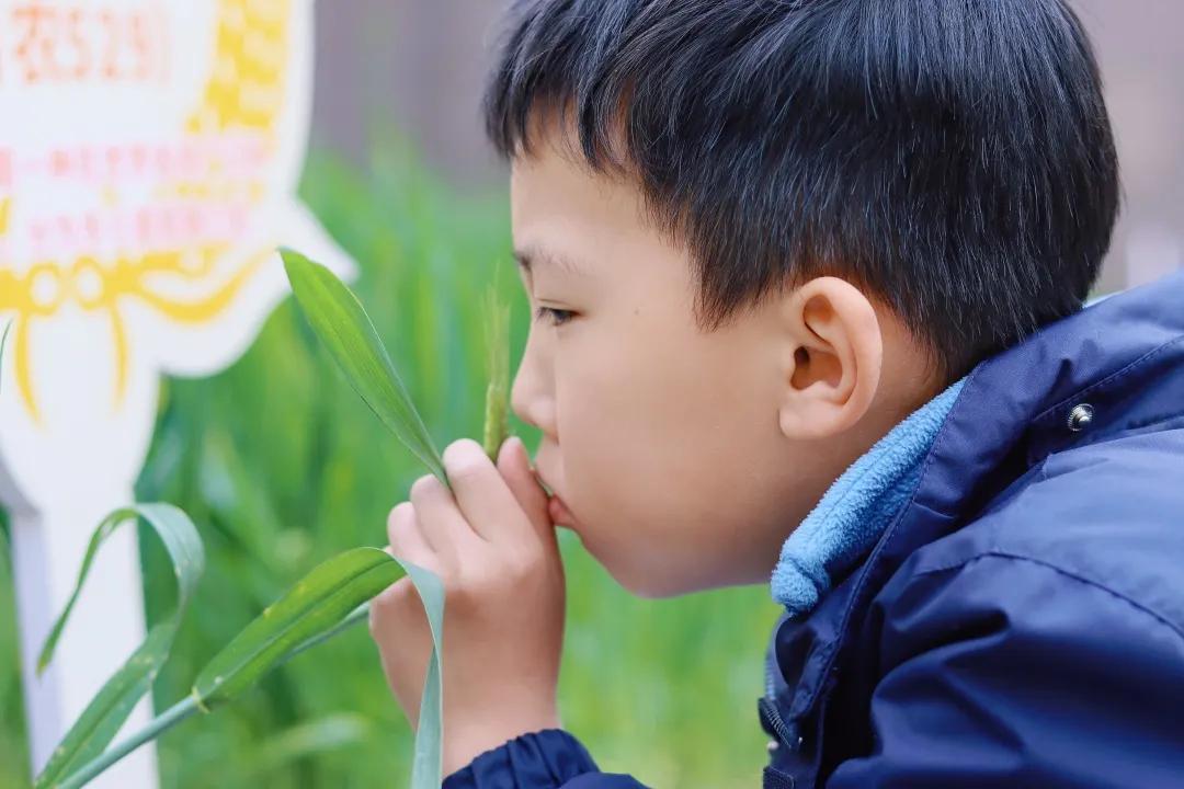 带上五官到校园里寻找春天——成都市华中附小大自然的语文课