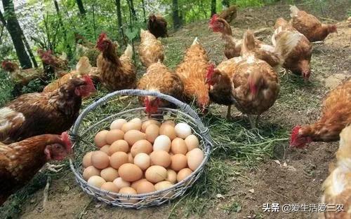 农村致富项目（你不知道的很普通却暴利的项目）