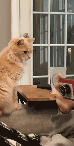 猫咪：抖音上你的身材和实际上你的身材，简直不能太现实