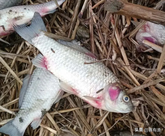 秋季鱼类病毒性疾病如何防治