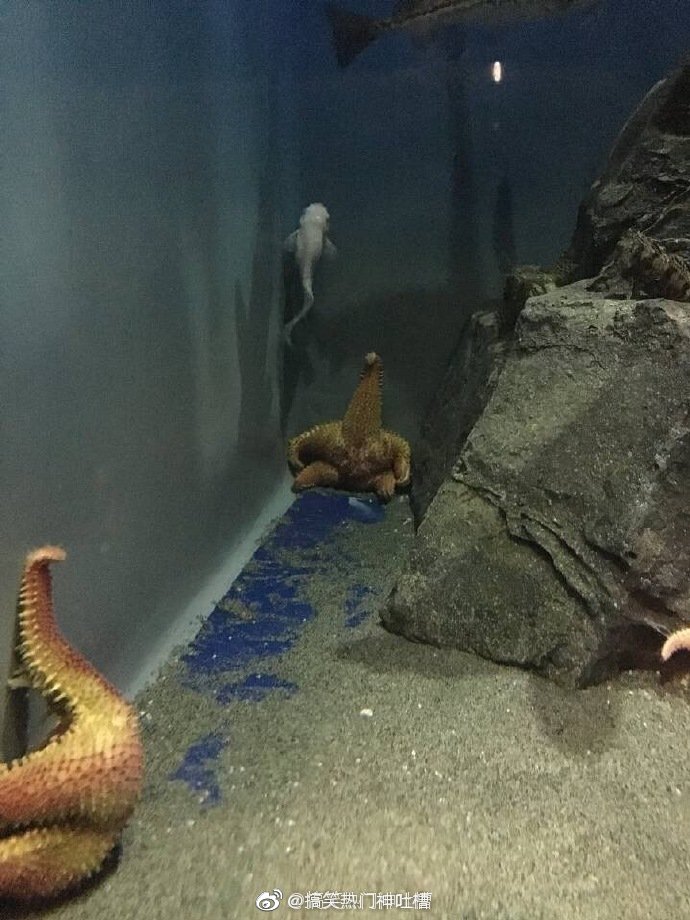 Send the sitting position form of big star, it is true Hahaha so