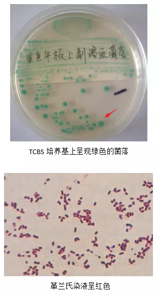 「微前沿」南美白对虾弧菌病系列之病原弧菌种类