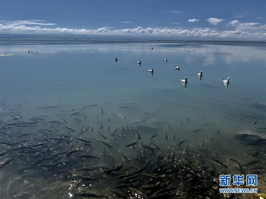 青海湖的“惩罚”：3年吃掉7.5万吨，湟鱼陷入危机？