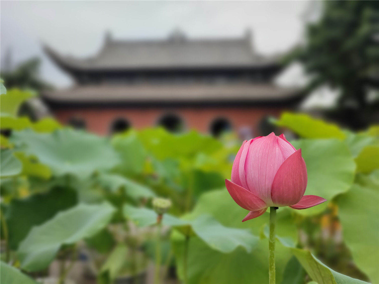 重庆荷花拍摄地：轨道直达的华岩寺，用手机就能拍出大片