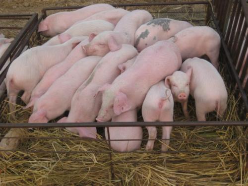 冬季初生仔猪腹泻与营养调控管理