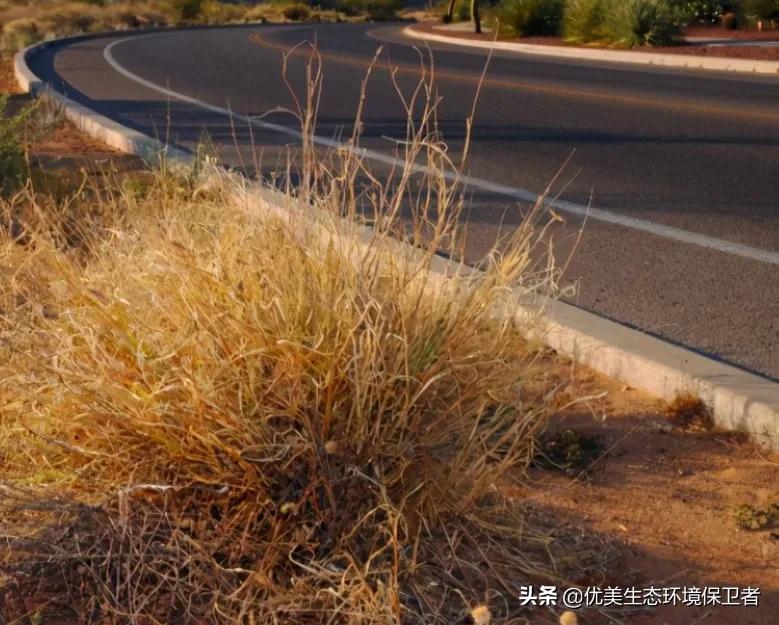 一种野草迅速生长并占领了沙漠，为何美国高兴不起来？