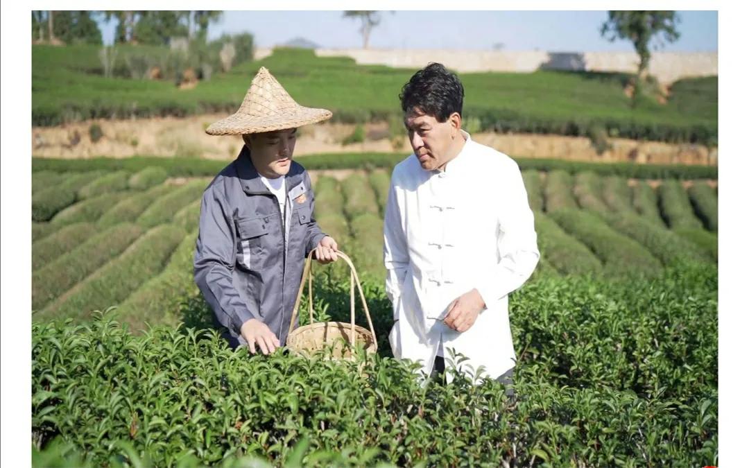 朱时茂白茶真假茶园在哪？福鼎白茶多少钱一斤？