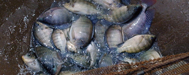 脆肉羅非魚(yú)：除去腥味，價(jià)格翻了3倍，這條魚(yú)究竟貴在哪？