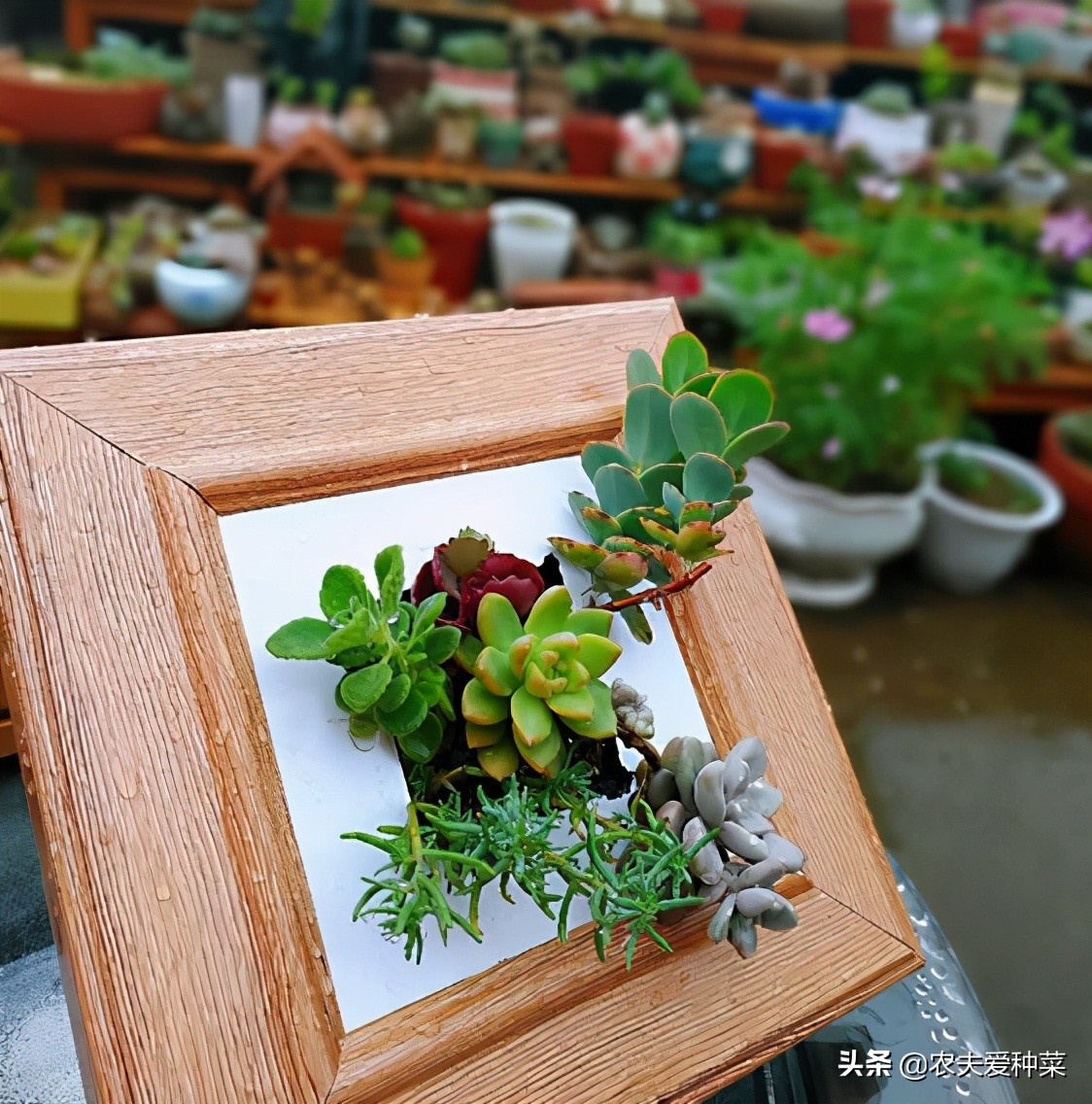 画是 活 的 这些用 植物 种出来的画 好养好看 真是美极了 农夫爱种菜 Mdeditor