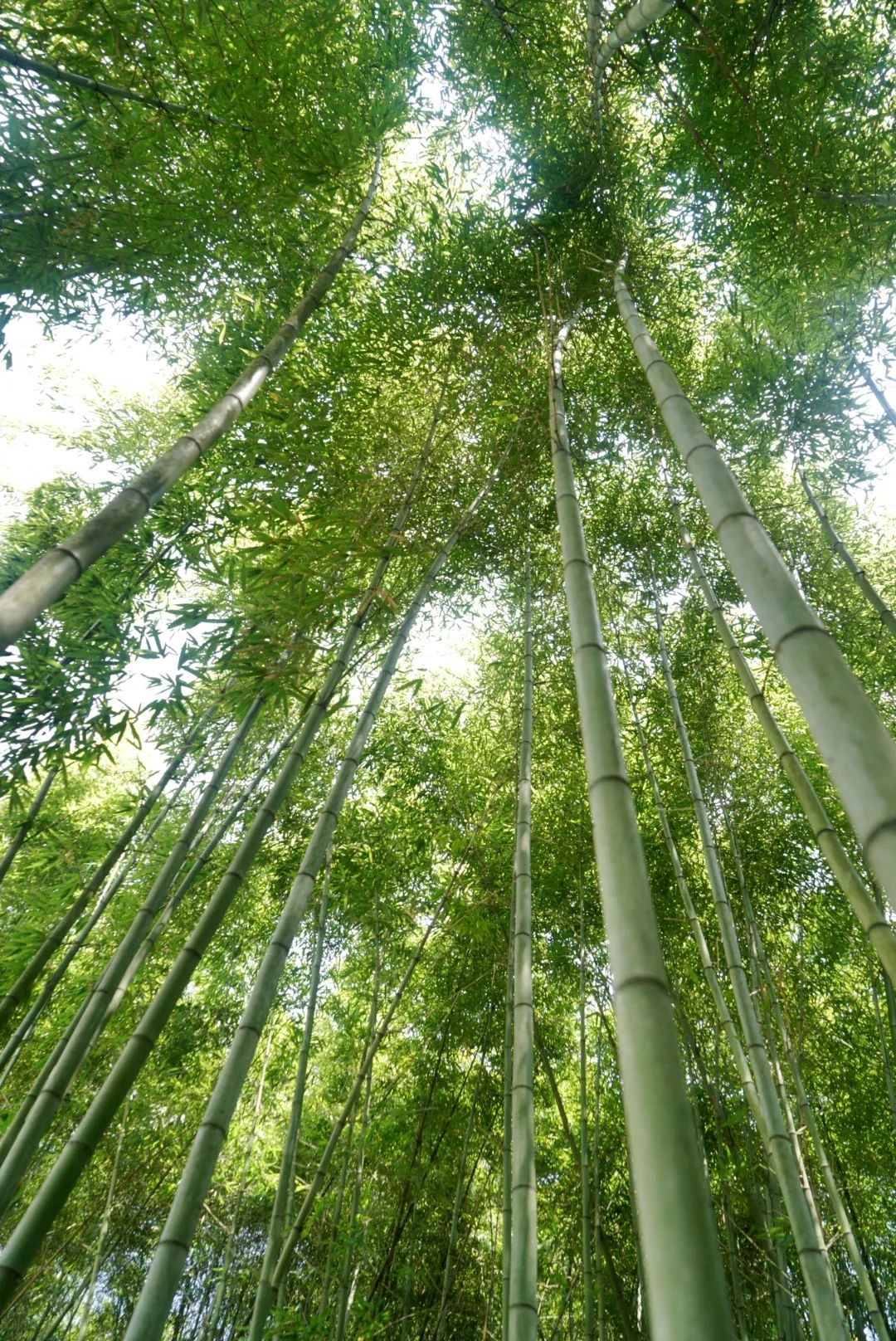 硬核！央视《味道》拍摄在腾冲完美收官！