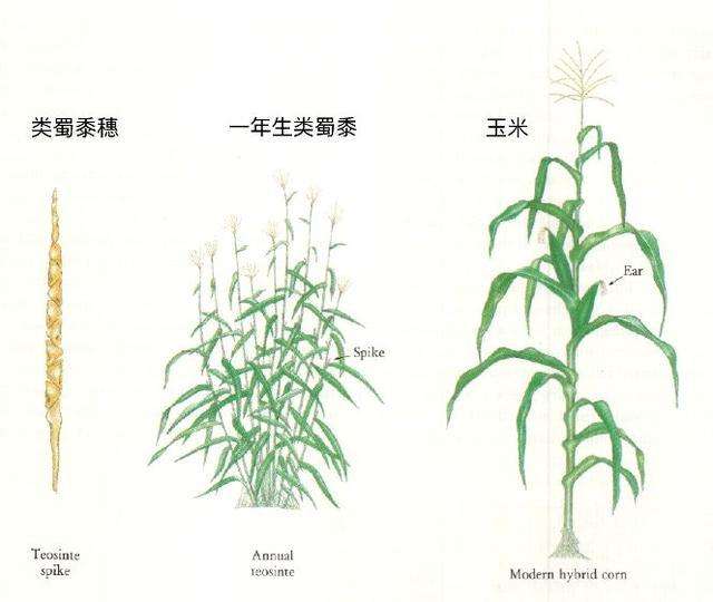 从狩猎转为农牧，人类的基因工程历史，转基因真的可怕吗？