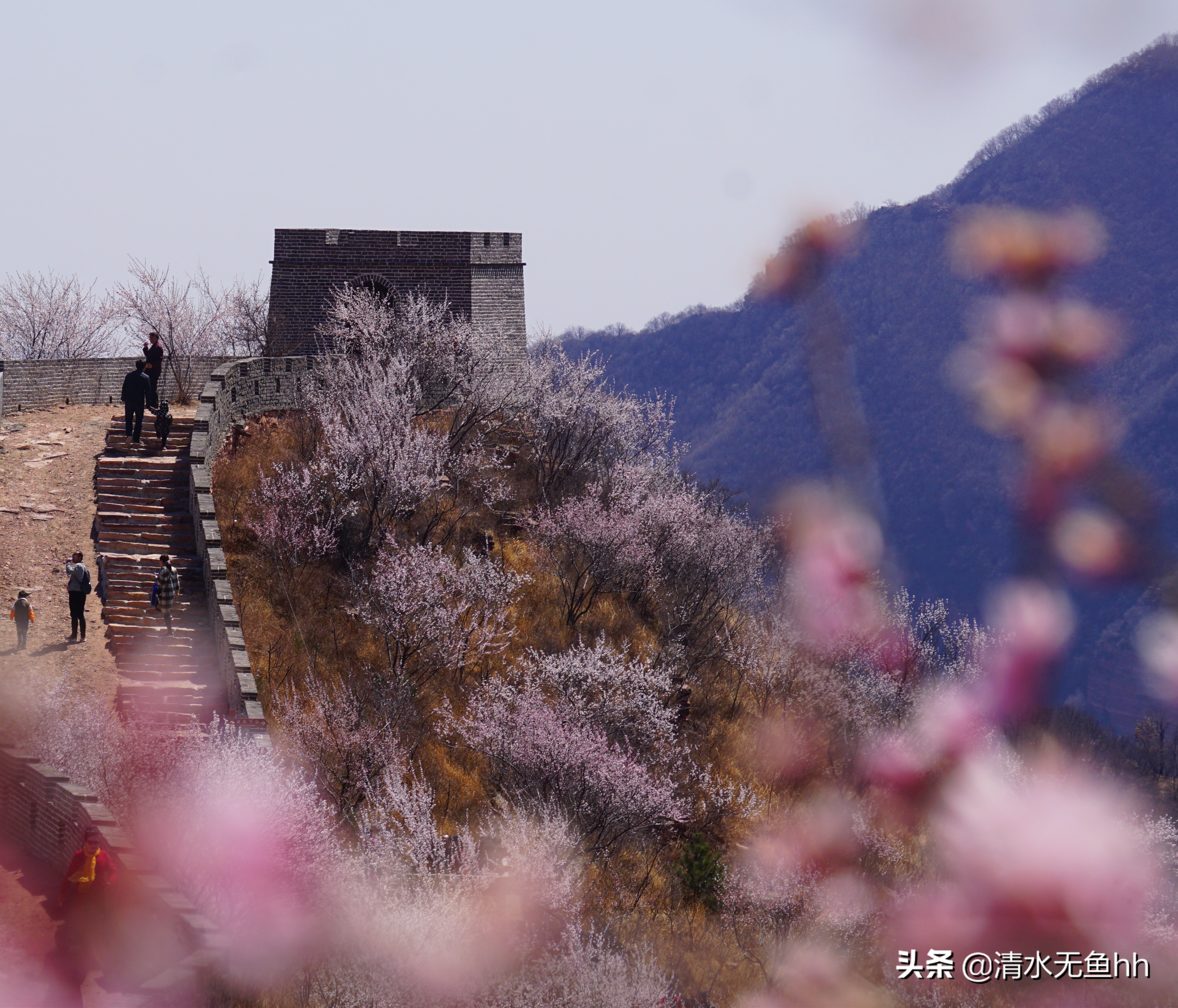 九龙峡，谁把桃花移画中
