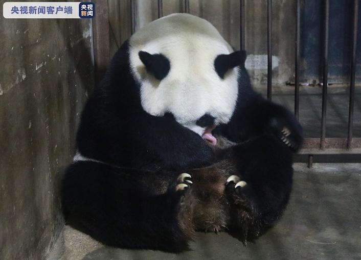 [再添]国宝家族再添新成员！20岁高龄大熊猫珠珠诞下一幼仔