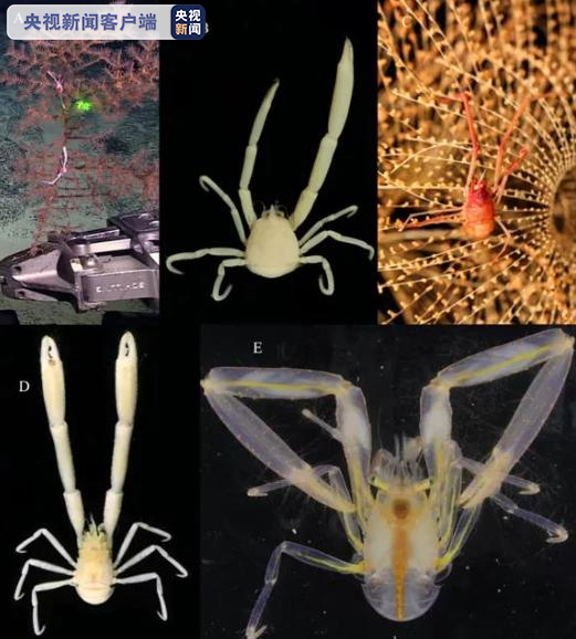 中科院海洋所發現11個深海鎧甲蝦新種 央視新聞 Mdeditor