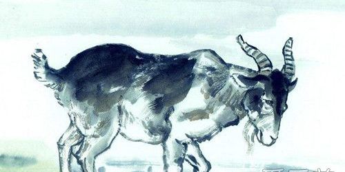 1979年出生的属羊人2019年运势