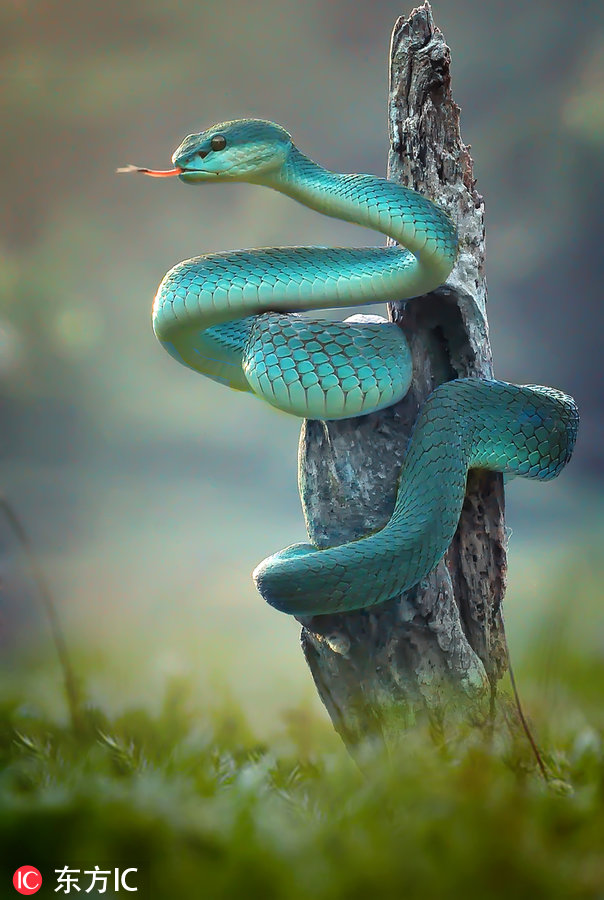 蓝蛇有毒吗（印尼丛林现罕见蓝蛇周身幽蓝神秘诡异）