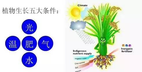 化肥和肥料傻傻分不清楚，教你如何合理施肥