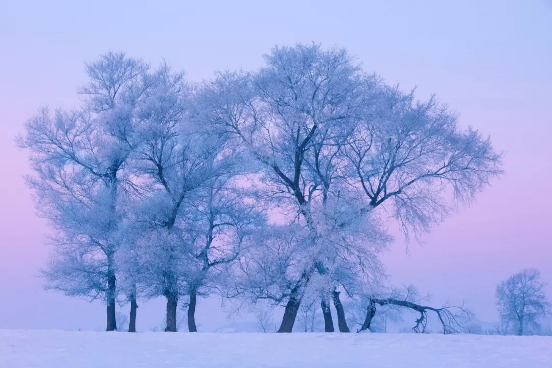 冬天的美-第11张图片-诗句网
