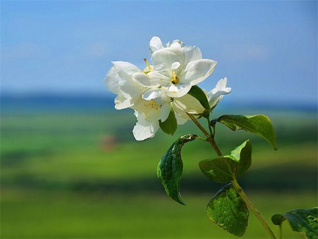 花让人心情愉悦的说说(花让人心情愉悦的说说句子)