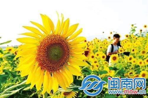 关于八月的唯美句子 形容描写八月美好的诗句含有八月的诗词-第1张图片-非凡网