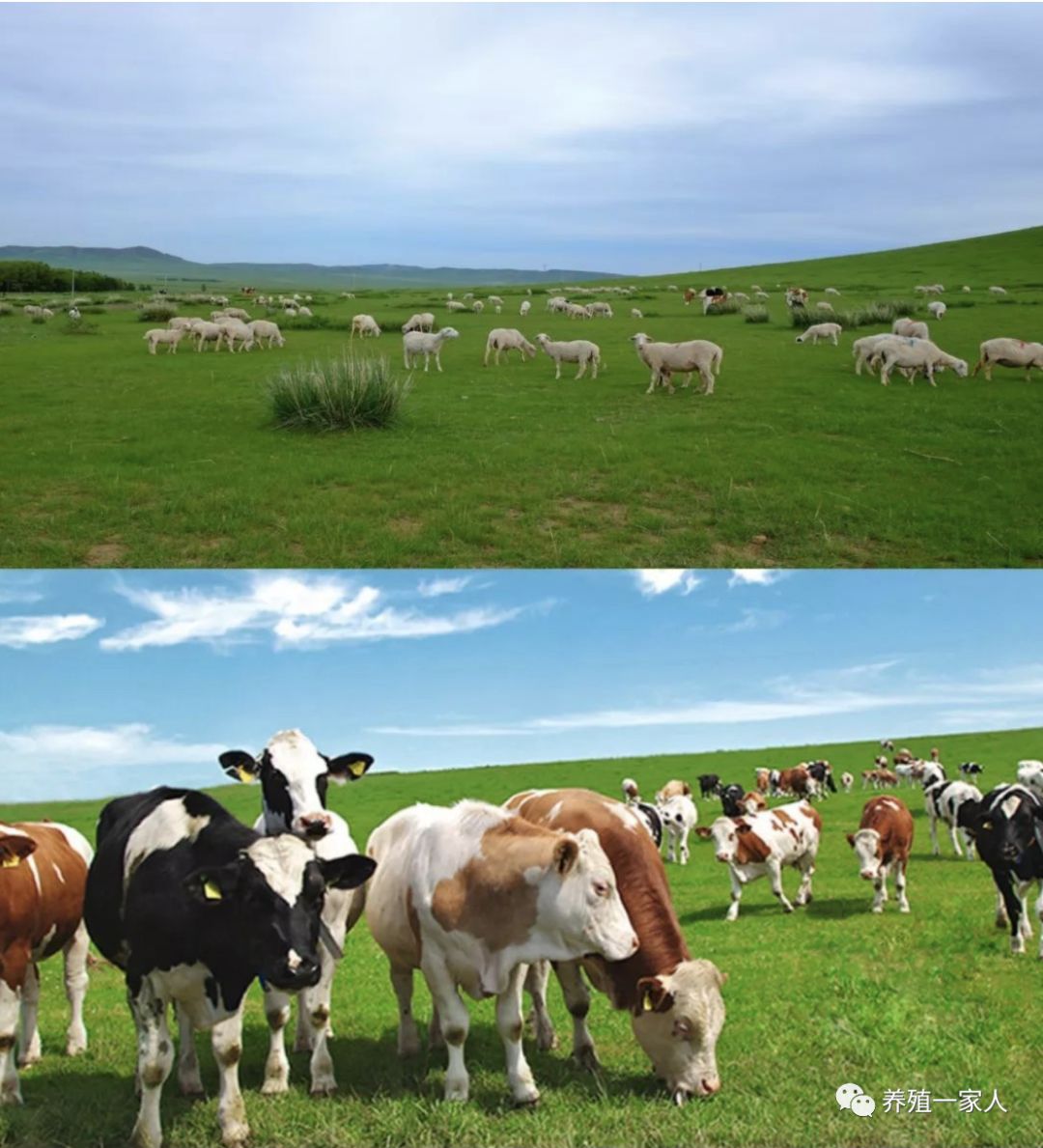 养殖业商机有哪些未来5年畜牧养殖业的10大商机